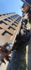 Shacman (Shaanxi) SX 8x4 Самосвал SX331863366 — Б/У, 2024 г.