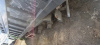 Shacman (Shaanxi) SX 8x4 Самосвал SX33186V366 — Б/У, 2023 г.
